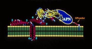Bacillus thuringiensis - Membrane insertion model - (courtesy L. Masson) 