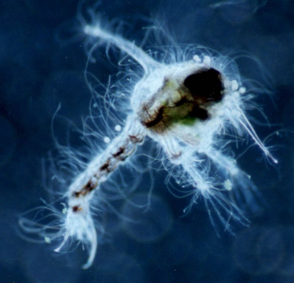 Crab Larvae