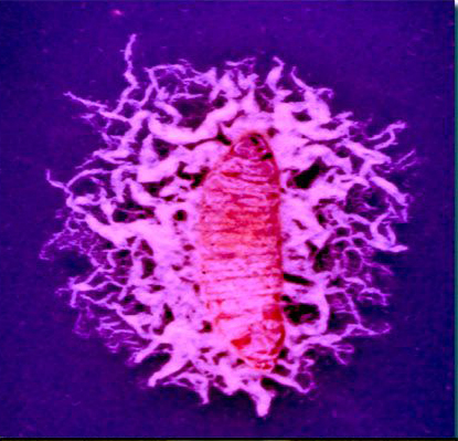 Steinernema infective juveniles emerging from a host (J. Campbell)