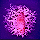 Steinernema infective juveniles emerging from a host (J. Campbell)