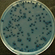 Xenorhabdus spp. primary form bacteria on agar plate (J. Christen)